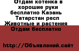 Отдам котенка в хорошие руки бесплатно Казань - Татарстан респ. Животные и растения » Отдам бесплатно   